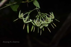 Ixora lanceolaria